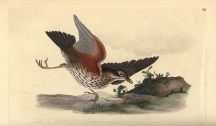 Rødvinge, Turdus iliacus. Håndfarget kobberplate tegnet og gravert av Edward Donovan fra hans egen "Natural History of British Birds," London
