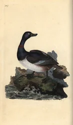 Ringhalset and, Aythya collaris. Håndfarget kobberplate tegnet og gravert av Edward Donovan fra hans egen "Natural History of British Birds," London
