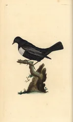 Ringouzel, Turdus torquatus. Håndfarget kobberplate tegnet og gravert av Edward Donovan fra hans egen "Natural History of British Birds," London