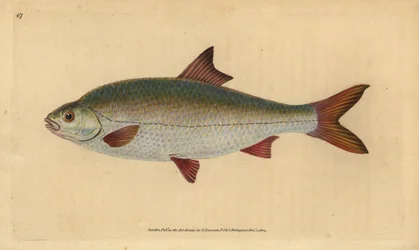 Mort, Rutilus rutilus (Cyprinus ritulus). Håndfarget kobberplate tegnet og gravert av Edward Donovan fra hans Natural History of British Fishes, Donovan og F.C. og J. Rivington, London