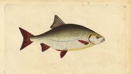 Rudd, Scardinius erythrophthalmus (rødt øye, Cyprinus erythrophthalmus). Håndfarget kobberplate tegnet og gravert av Edward Donovan fra hans Natural History of British Fishes, Donovan og F.C. og J. Rivington, London
