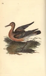 Ruff, Philomachus pugnax, hunn. Håndfarget kobberplate tegnet og gravert av Edward Donovan fra hans egen "Natural History of British Birds," London