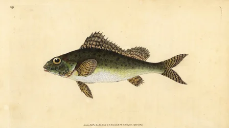 Ruffe, Gymnocephalus cernua (Perca cernua). Håndfarget kobberplate tegnet og gravert av Edward Donovan fra hans Natural History of British Fishes, Donovan og F.C. og J. Rivington, London