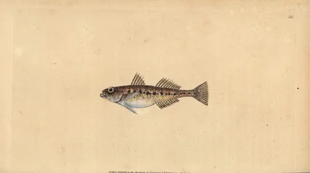 Sandkulling, Pomatoschistus minutus (Flekkkulling, Gobius minutus). Håndfarget kobberplate tegnet og gravert av Edward Donovan fra hans Natural History of British Fishes, Donovan og F.C. og J. Rivington, London
