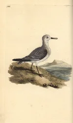 Sanderling, Calidris alba. Håndfarget kobberplate tegnet og gravert av Edward Donovan fra hans egen "Natural History of British Birds," London