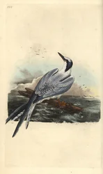 Splitterne, Thalasseus sandvicensis. Håndkolorert kobberstikk tegnet og gravert av Edward Donovan fra hans egen «Natural History of British Birds», London