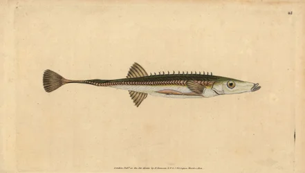Sjøstikkerygg, Spinachia spinachia (Femten-pigget pinnerygg, Gasterosteus spinachia). Håndfarget kobberplate tegnet og gravert av Edward Donovan fra hans Natural History of British Fishes, Donovan og F.C. og J. Rivington, London