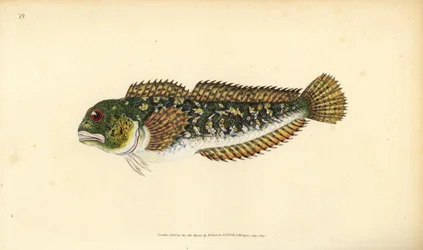 Shanny, Lipophrys pholis (Smooth blenny, Blennius pholis). Håndfarget kobberplate tegnet og gravert av Edward Donovan fra hans Natural History of British Fishes, Donovan og F.C. og J. Rivington, London