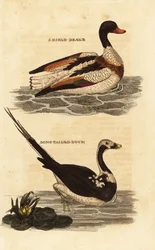 Shelduck, Tadorna tadorna og langhaleand, Clangula hyemalis