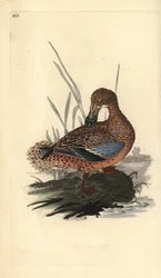 Shoveler and (hunn), Anas clypeata. Håndfarget kobberplate tegnet og gravert av Edward Donovan fra hans egen "Natural History of British Birds," London