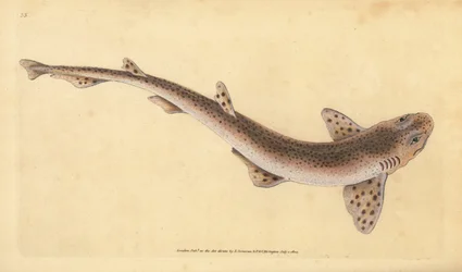 Liten flekkhai, Scyliorhinus canicula (Småflekkhai, Squalus catulus). Håndfarget kobberplate tegnet og gravert av Edward Donovan fra hans Natural History of British Fishes, Donovan og F.C. og J. Rivington, London
