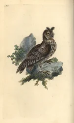 Mindre blyant eller sibirsk øreugle, Strix pulchella. (Scops owl, Otus scops?) Håndfarget kobberplate tegnet og gravert av Edward Donovan fra hans egen "Natural History of British Birds," London