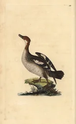 Smew, Mergellus albellus, hunn. Håndfarget kobberplate tegnet og gravert av Edward Donovan fra hans egen "Natural History of British Birds," London