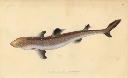 Pigghaj, Squalus acanthias (plukket hai eller hundefisk). Sårbar. Håndfarget kobberplate tegnet og gravert av Edward Donovan fra hans Natural History of British Fishes, Donovan og F.C. og J. Rivington, London