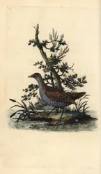 Flekkkrekk, Porzana porzana. Håndfarget kobberplate tegnet og gravert av Edward Donovan fra hans egen "Natural History of British Birds," London