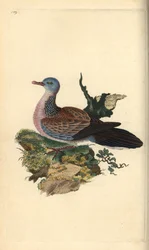 Flekkdue eller pancou, Spilopelia chinensis. Håndfarget kobberplate tegnet og gravert av Edward Donovan fra hans egen "Natural History of British Birds," London