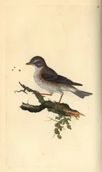 Flekkfluesnapper, Muscicapa striata. Håndfarget kobberplate tegnet og gravert av Edward Donovan fra hans egen "Natural History of British Birds," London