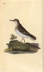 Flekksneip, Actitis macularia. Håndfarget kobberplate tegnet og gravert av Edward Donovan fra hans egen "Natural History of British Birds," London