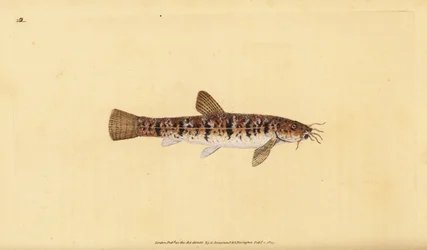 Steinløk, Barbatula barbatula (Bearded loche, Cobitis barbatula). Håndfarget kobberplate tegnet og gravert av Edward Donovan fra hans Natural History of British Fishes, Donovan og F.C. og J. Rivington, London