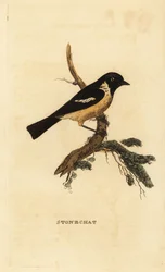 Steinsnakk, Saxicola rubicola