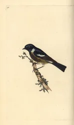 Steinsnakk, Saxicola rubicola. Håndfarget kobberplate tegnet og gravert av Edward Donovan fra hans egen "Natural History of British Birds," London