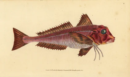 Stripete gurnard, Trigloporus lastoviza (Trigla lineata). Håndfarget kobberplate tegnet og gravert av Edward Donovan fra hans Natural History of British Fishes, Donovan og F.C. og J. Rivington, London
