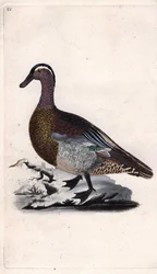 Sommerblått. Anas querquedula. Kobberstikk av Edward Donovan (1768-1837), publisert i Natural History of British Birds, London