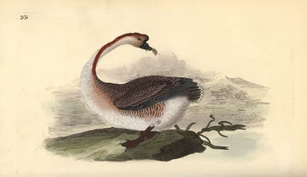 Svanegås, Anser cygnoides, sårbar. Håndfarget kobberplate tegnet og gravert av Edward Donovan fra hans egen "Natural History of British Birds," London
