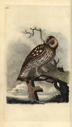 Solugle, Strix aluco. Håndfarget kobberplate tegnet og gravert av Edward Donovan fra hans egen "Natural History of British Birds," London