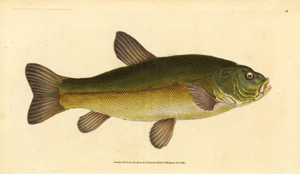Suter, Tinca tinca (Cyprinus tinca). Håndfarget kobberplate tegnet og gravert av Edward Donovan fra hans Natural History of British Fishes, Donovan og F.C. og J. Rivington, London