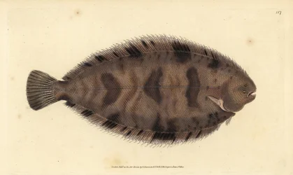 Tykkryggsåle, Microchirus variegatus (Variegated såle, Pleuronectes variegatus). Håndfarget kobberplate tegnet og gravert av Edward Donovan fra hans Natural History of British Fishes, Donovan og F.C. og J. Rivington, London