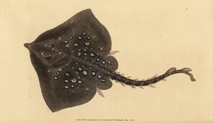 Thornback skate, Raja clavata. Nær truet. Håndfarget kobberplate tegnet og gravert av Edward Donovan fra hans Natural History of British Fishes, Donovan og F.C. og J. Rivington, London
