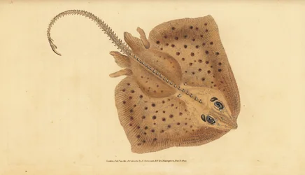 Thornback skate, Raja clavata. Nær truet. Grov stråle, Raja rubus. Håndfarget kobberplate tegnet og gravert av Edward Donovan fra hans Natural History of British Fishes, Donovan og F.C. og J. Rivington, London