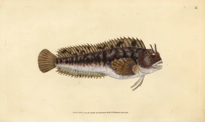Tompot blenni, Parablennius gattorugine (Gattorugine, Blennius gattorugine). Håndfarget kobberplate tegnet og gravert av Edward Donovan fra hans Natural History of British Fishes, Donovan og FC og J. Rivington, London
