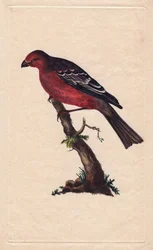 Trær. Pinicola-enucleator (Loxia-enucleator). Kobberstikk av Edward Donovan (1768-1837), publisert i Natural History of British Birds, London