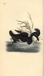 Tuftet and, Aythya fuligula. Håndfarget kobberplate tegnet og gravert av Edward Donovan fra hans egen "Natural History of British Birds," London