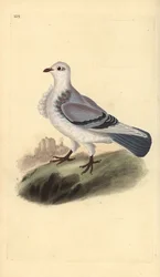 Turbitdue, Columba livia domestica var. turbita. Håndfarget kobberplate tegnet og gravert av Edward Donovan fra hans egen "Natural History of British Birds," London