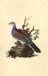 Turteldue, Streptopelia turtur. Håndfarget kobberplate tegnet og gravert av Edward Donovan fra hans egen "Natural History of British Birds" (1794-1819). Edward Donovan (1768–1837) var en anglo-irsk amatørzoolog, forfatter, kunstner og gravør. Han wr