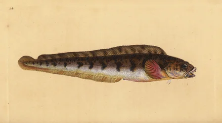 Viviparus ålekvabbe, Zoarces viviparus (Viviparus blenni, Blennius viviparus). Håndfarget kobberplate tegnet og gravert av Edward Donovan fra hans Natural History of British Fishes, Donovan og F.C. og J. Rivington, London