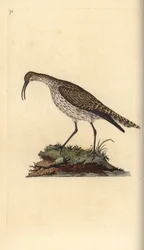 Whimbrel, Numenius phaeopus. Håndfarget kobberplate tegnet og gravert av Edward Donovan fra hans egen "Natural History of British Birds," London