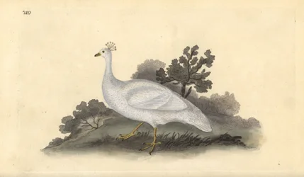 Hvittoppet ertefugl (hunn), Pavo cristatus. Håndfarget kobberplate tegnet og gravert av Edward Donovan fra hans egen "Natural History of British Birds," London