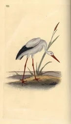 Hvit stork, Ciconia ciconia. Håndfarget kobberplate tegnet og gravert av Edward Donovan fra hans egen "Natural History of British Birds," London