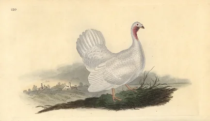 Hvit kalkun, Melagris gallopavo (variant). Håndfarget kobberplate tegnet og gravert av Edward Donovan fra hans egen "Natural History of British Birds," London