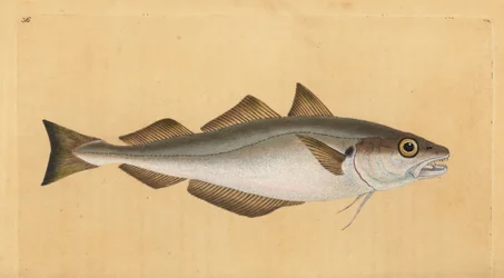 Hvitting, Merlangius merlangus (Gadus merlangus). Håndfarget kobberplate tegnet og gravert av Edward Donovan fra hans Natural History of British Fishes, Donovan og F.C. og J. Rivington, London