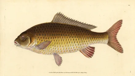Vill vanlig karpe, Cyprinus carpio. Sårbar. Håndfarget kobberplate tegnet og gravert av Edward Donovan fra hans Natural History of British Fishes, Donovan og F.C. og J. Rivington, London
