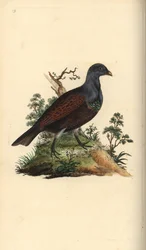 Skorrype, Tetrao urogallus. Håndfarget kobberplate tegnet og gravert av Edward Donovan fra hans egen "Natural History of British Birds," London