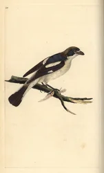 Tresnakkeskrike, senator fra Lanius. Håndfarget kobberplate tegnet og gravert av Edward Donovan fra hans egen "Natural History of British Birds," London