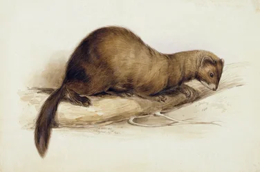 En Weasel