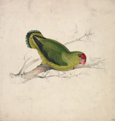 Abessinsk papegøye (plate 39)