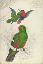 Eclectus Roratus Polychloros, ca. 1830-32.